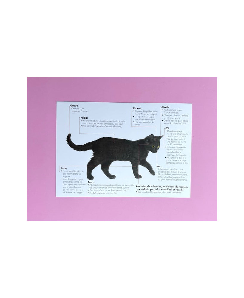 Carte postale Anatomie du chat
